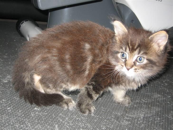 Maine Coon balbooms angelo billede 3