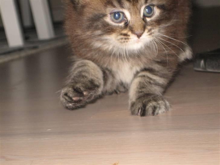 Maine Coon balbooms angelo billede 4