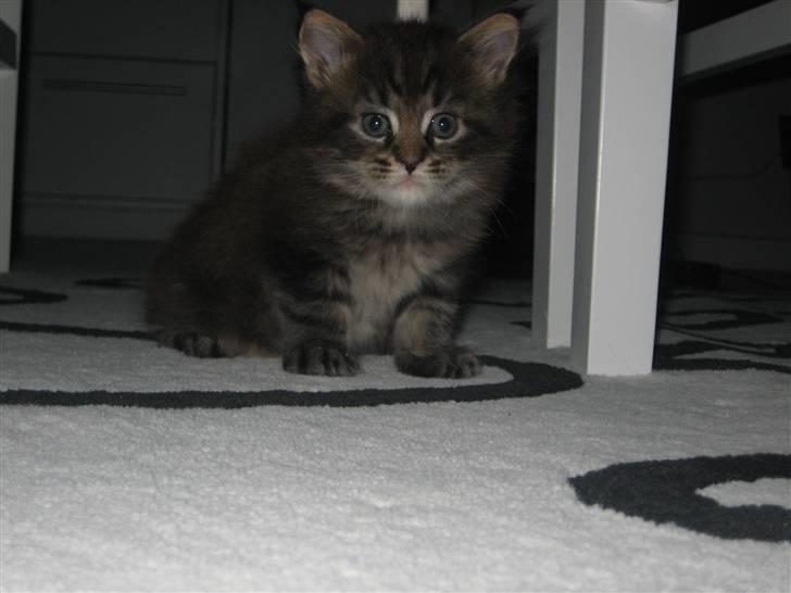 Maine Coon balbooms angelo billede 5