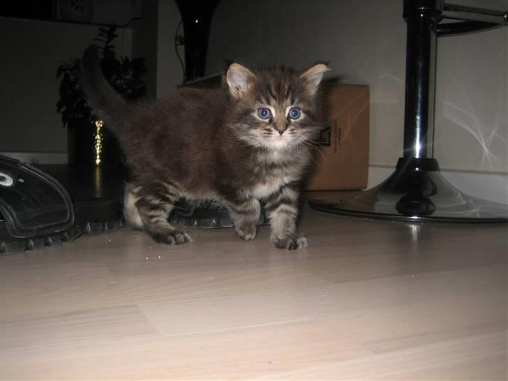 Maine Coon balbooms angelo billede 6