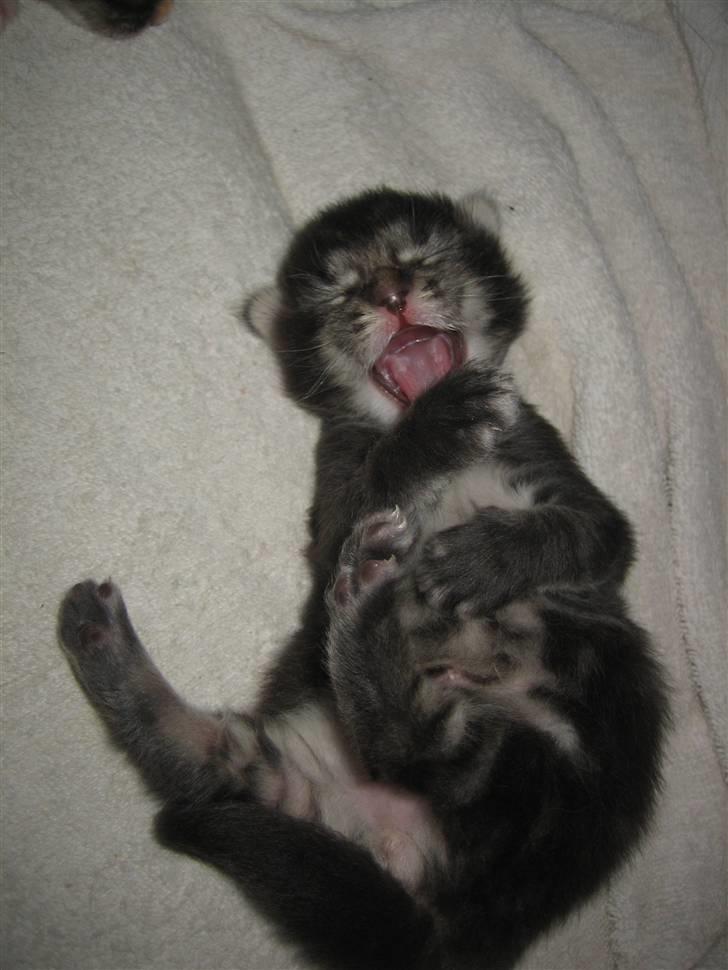 Maine Coon balbooms angelo billede 7