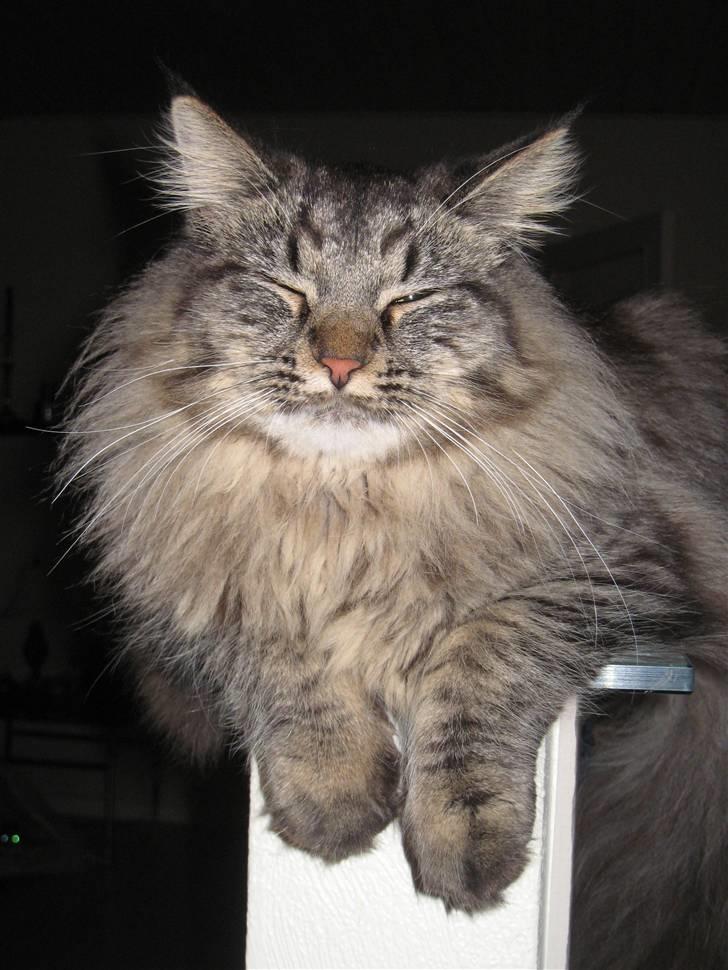 Blanding af racer fars mikle billede 1