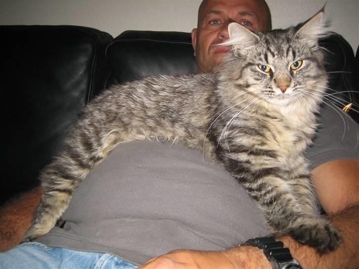 Blanding af racer fars mikle billede 2