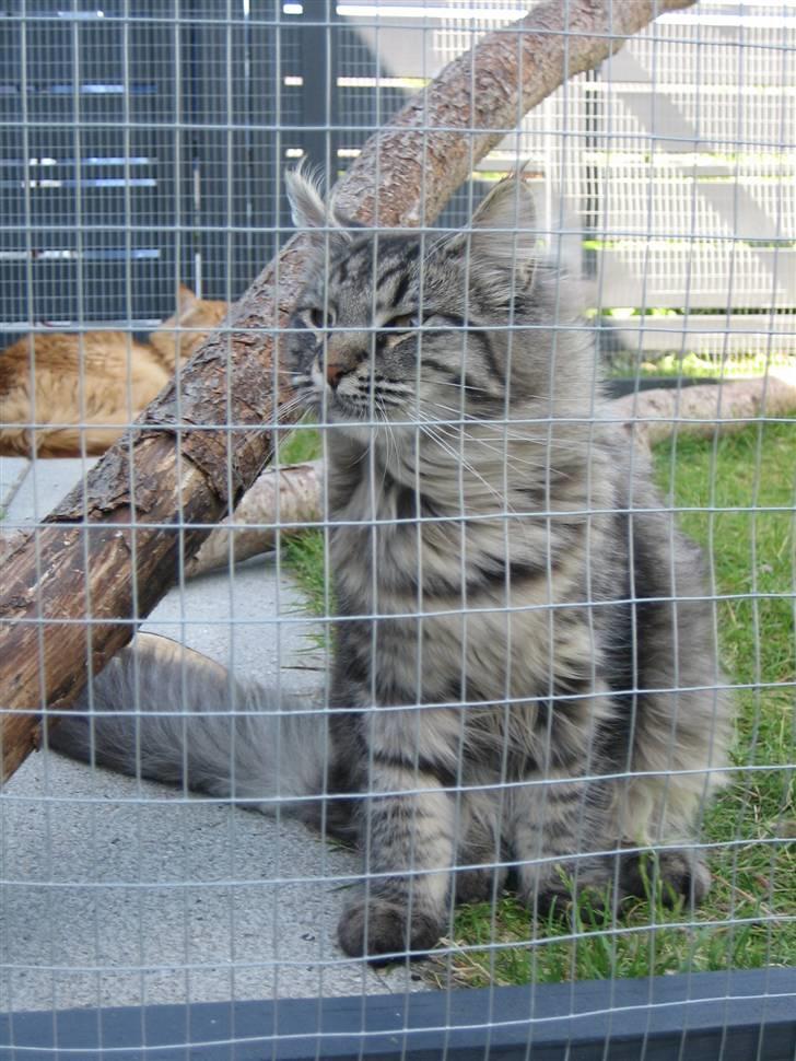 Blanding af racer fars mikle billede 4