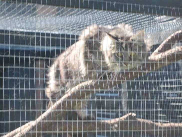 Blanding af racer fars mikle billede 5