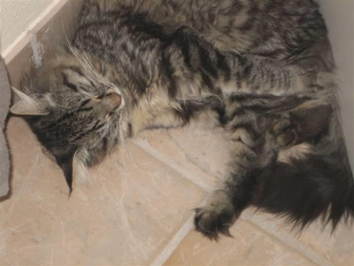 Blanding af racer fars mikle billede 6