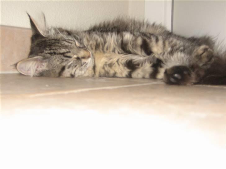 Blanding af racer fars mikle billede 7