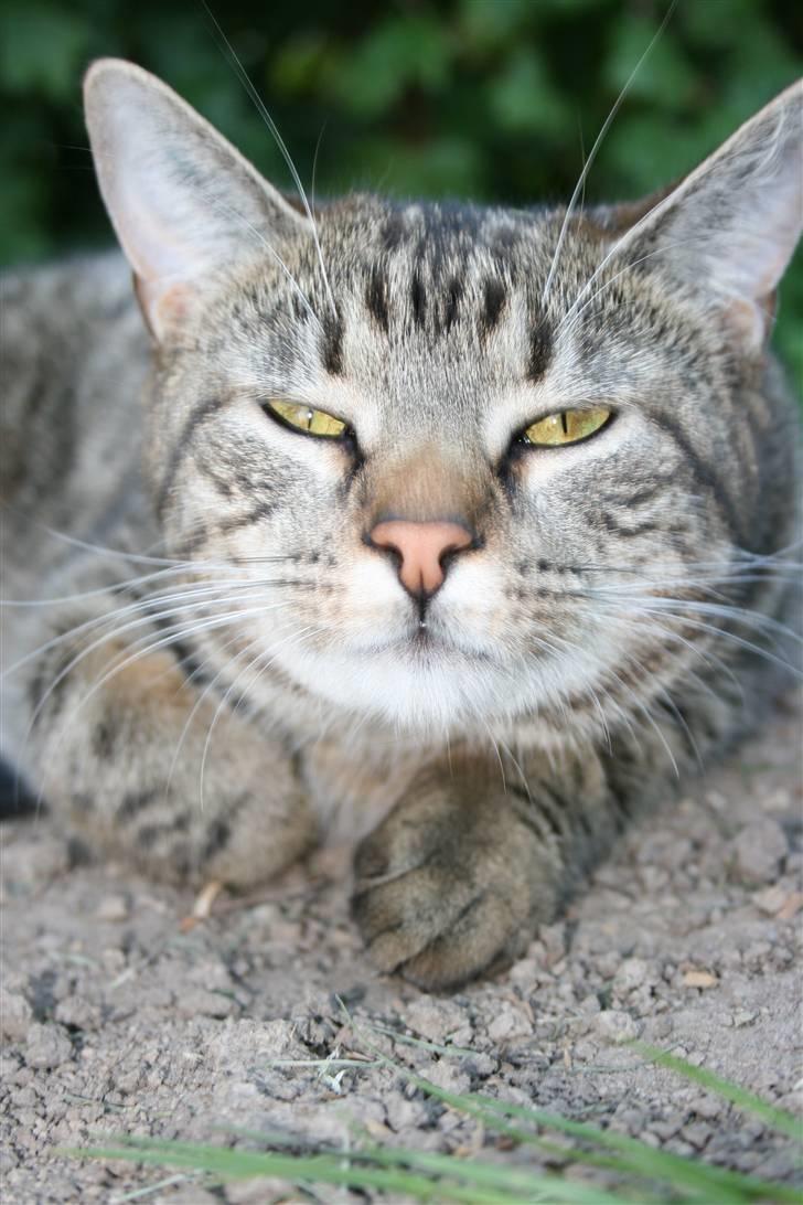 Blanding af racer Simba Halv Main coon. - Sikken en doven Katt !! billede 1