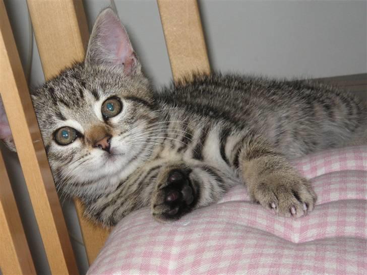 Blanding af racer Simba Halv Main coon. - Dagen efter vi lige havde fået Ham<3 . Lille bitte Simba billede 2