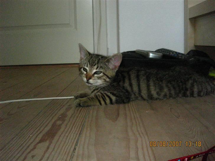 Blanding af racer Simba Halv Main coon. - De første par dage boede han på mit værelse for de tre andre katte skulle lige dufte til ham(: billede 3