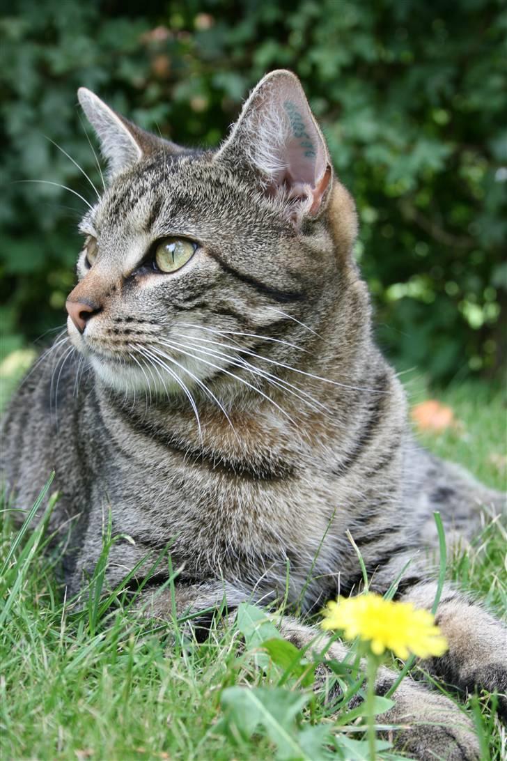 Blanding af racer Simba Halv Main coon. - Den flotte store Han kat i haven <3. billede 4