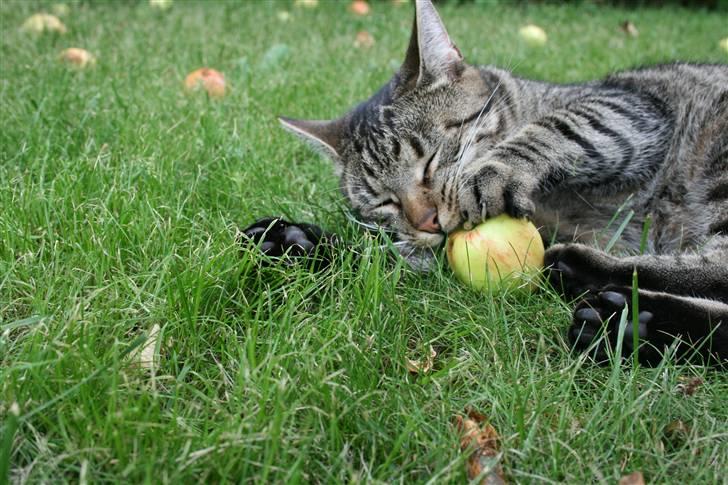 Blanding af racer Simba Halv Main coon. - De skal jo lige smages til de æbler , men de er vidst lidt sure (; billede 5