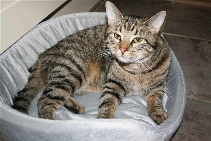 Blanding af racer Simba Halv Main coon. - Han elsker bare den Kurv , ja han fik jo sin egen efter at han stjal Djangos billede 6