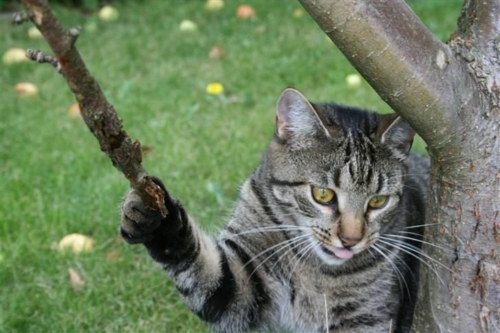 Blanding af racer Simba Halv Main coon. - Den der pind er sjov , var simba ? (: billede 7
