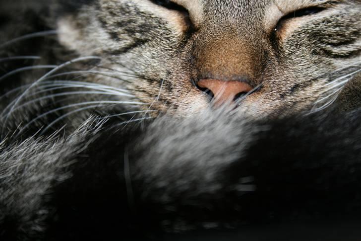 Blanding af racer Simba Halv Main coon. - Her ses den dejlige sove tryne Simba (: billede 10
