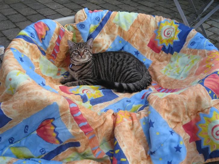 Blanding af racer Simba Halv Main coon. - Simba ligger i Djangos kurv 8) billede 11