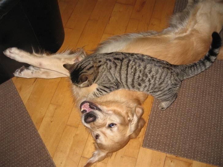 Blanding af racer Simba Halv Main coon. - Simba med hans Bedste ven Django , de leger sammen (: billede 12