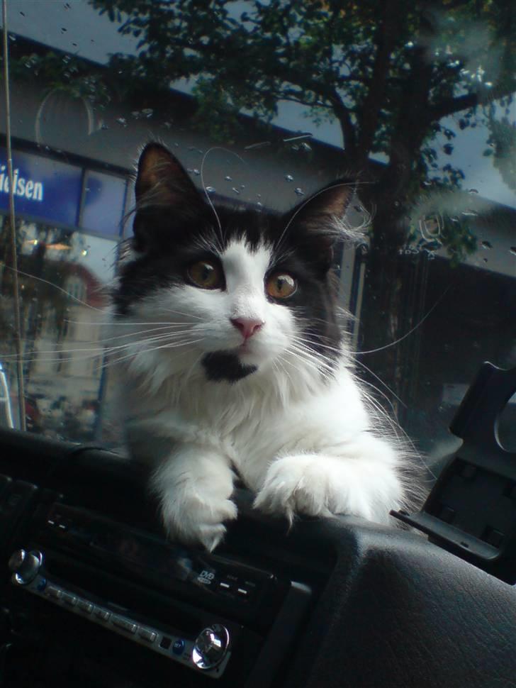 Norsk Skovkat Speedy billede 1