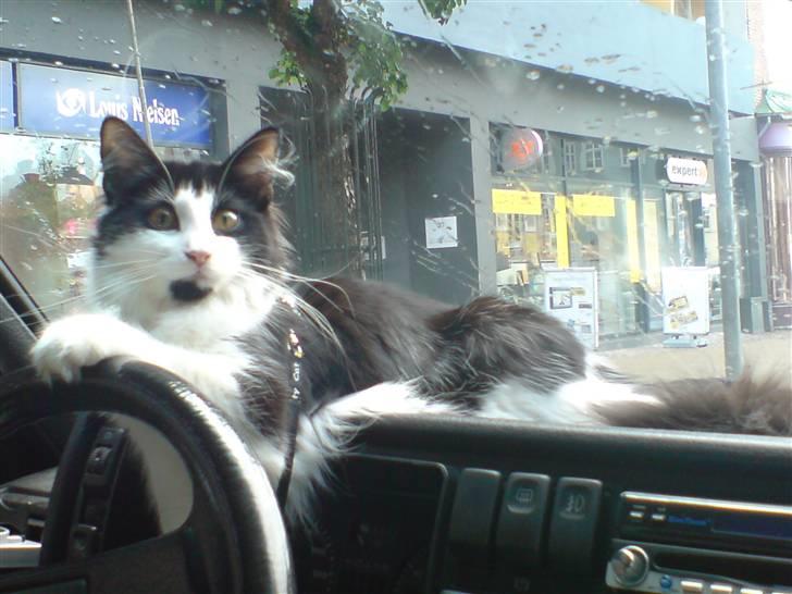 Norsk Skovkat Speedy billede 2