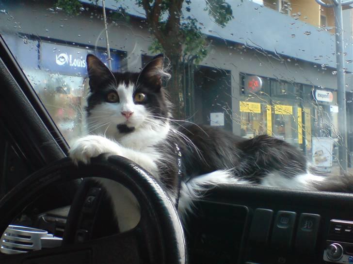 Norsk Skovkat Speedy billede 3