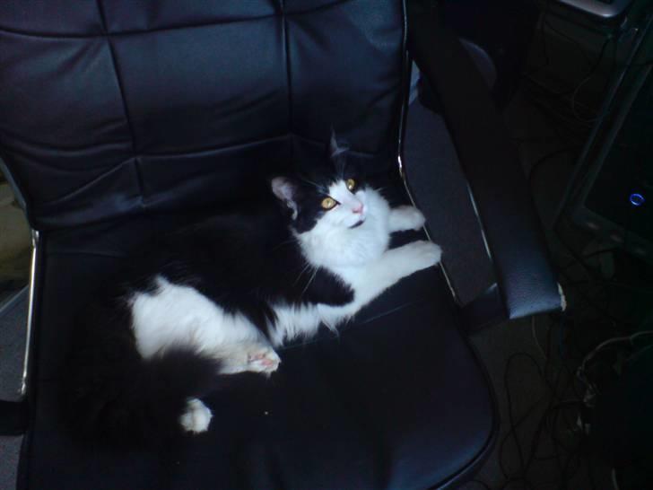 Norsk Skovkat Speedy billede 4