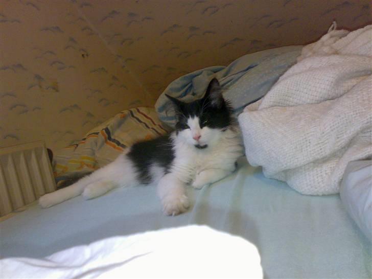 Norsk Skovkat Speedy billede 5