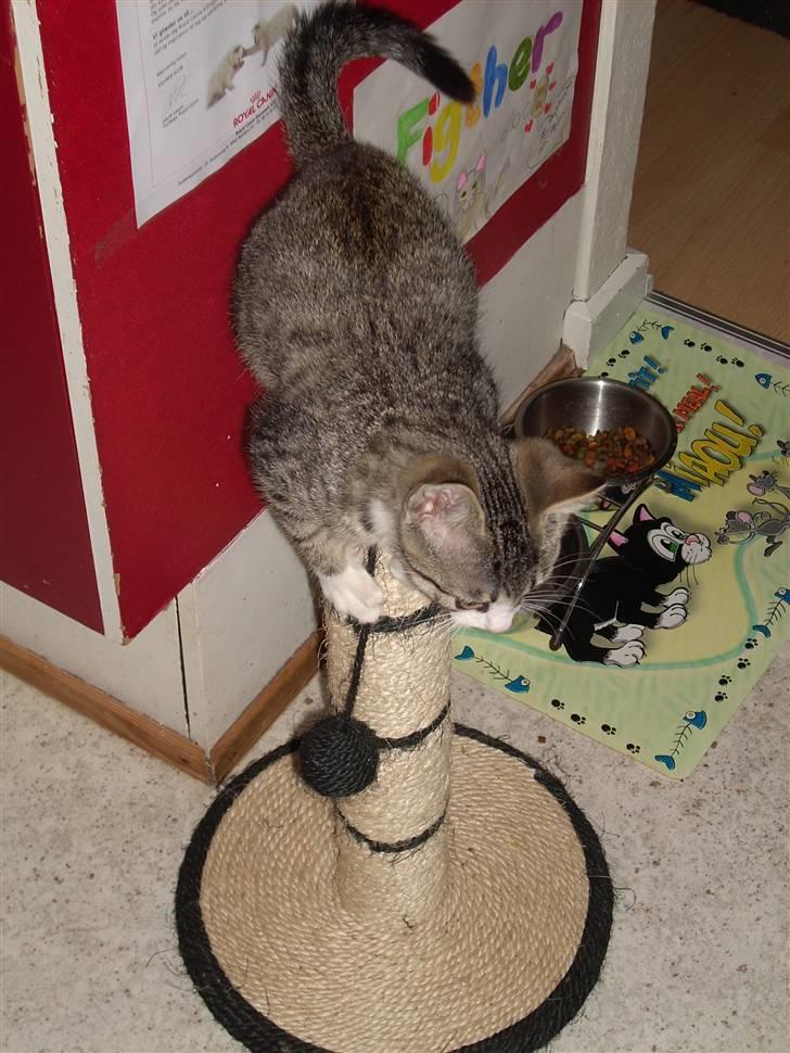 Huskat Pelle  - 20* Taak for besøet <3 billede 20