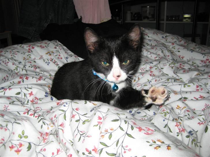 Huskat Manse - Hey billede 1