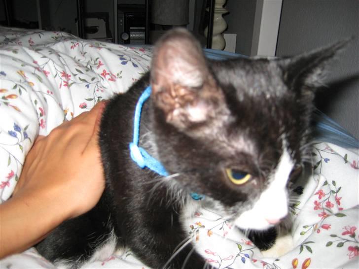 Huskat Manse billede 2