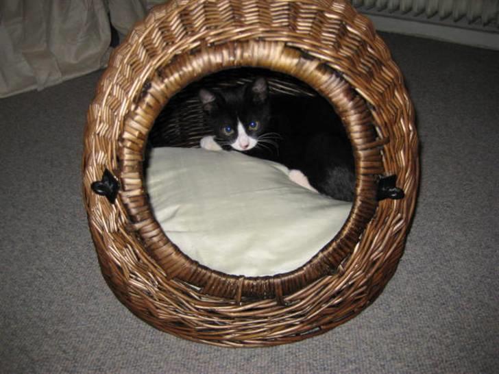 Huskat Manse - Smukke blå øjne billede 3