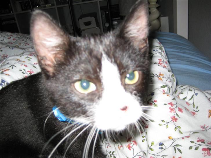 Huskat Manse billede 4