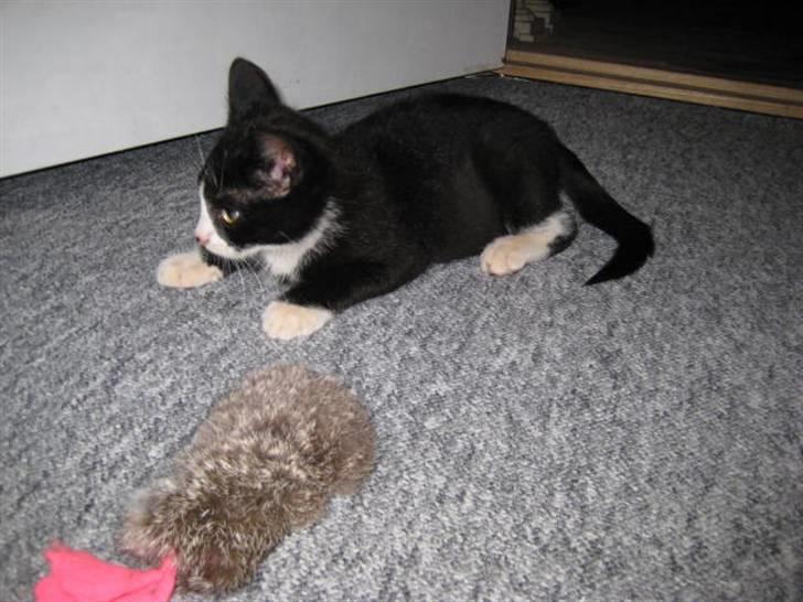 Huskat Manse billede 5