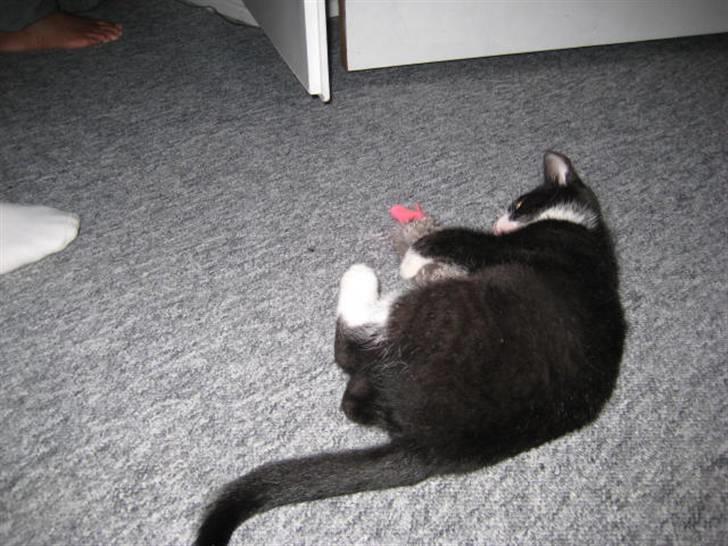 Huskat Manse billede 6