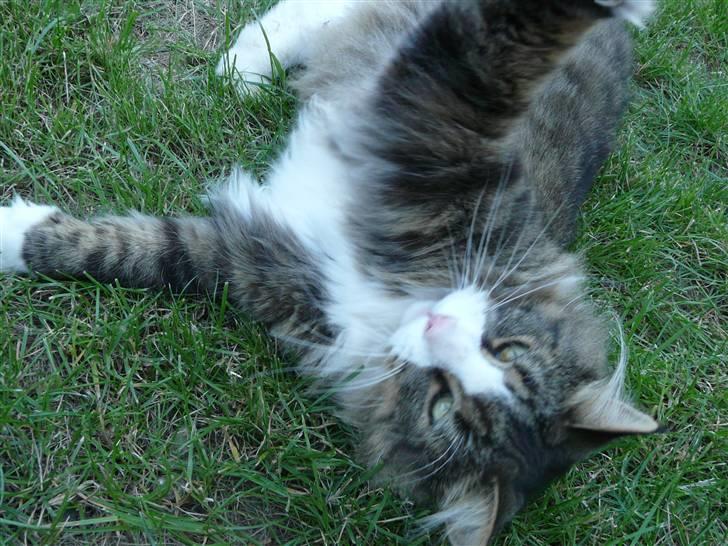 Maine Coon Sputnik billede 14