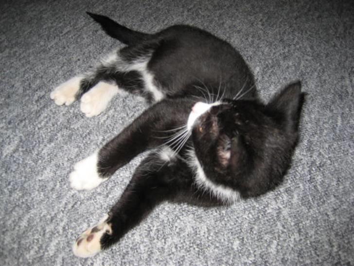 Huskat Manse billede 7