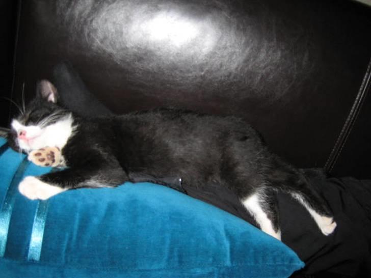 Huskat Manse - Dejligt med en slapper billede 9