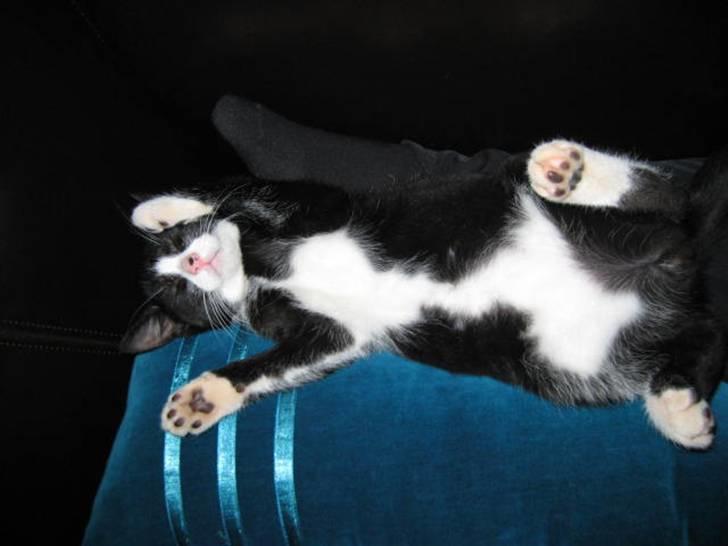 Huskat Manse - Sover bedst på ryggen:) billede 10