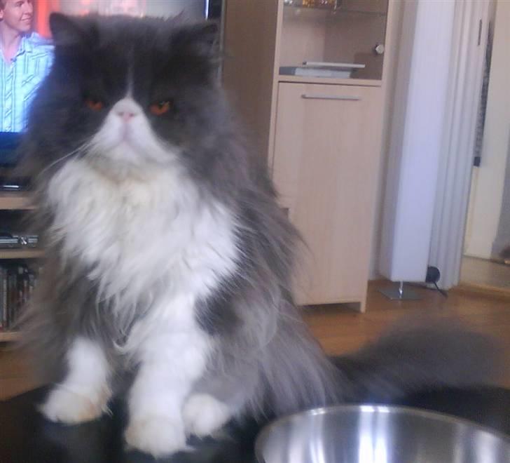 Perser Baby billede 1