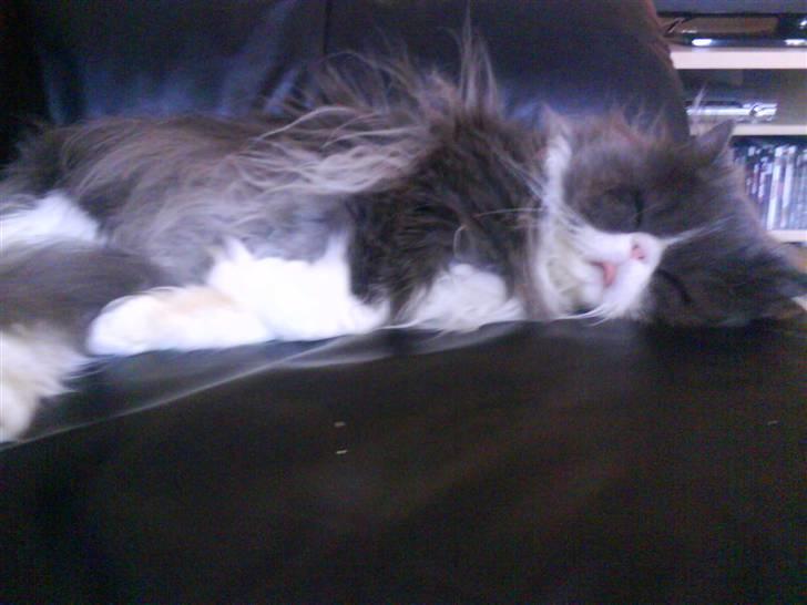 Perser Baby - Hihi.. Nååårh se lige den lille tunge billede 2