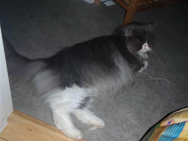 Perser Baby - Se hvor smuk jeg er! billede 3