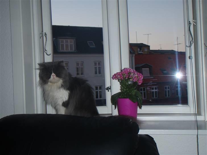 Perser Baby billede 4