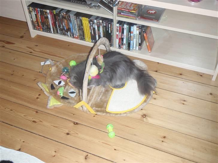 Perser Baby billede 5