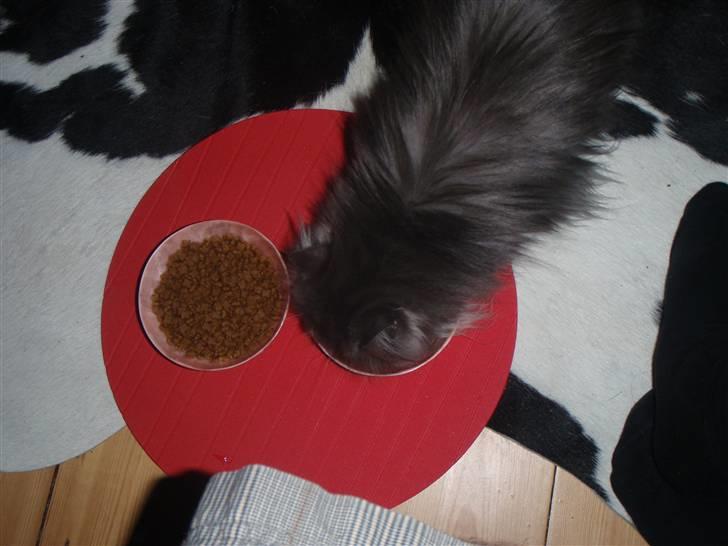 Perser Baby - Mmmm... MAD! billede 6