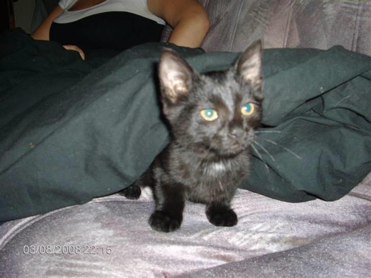 Huskat Sille billede 8