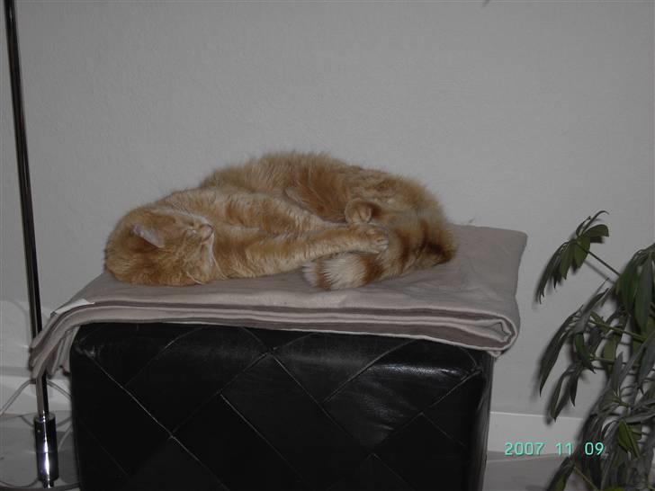 Blanding af racer Susi (RIP d. 4. Maj 2010) billede 15