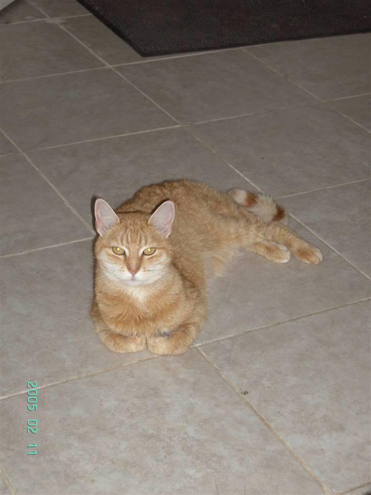 Blanding af racer Susi (RIP d. 4. Maj 2010) billede 16