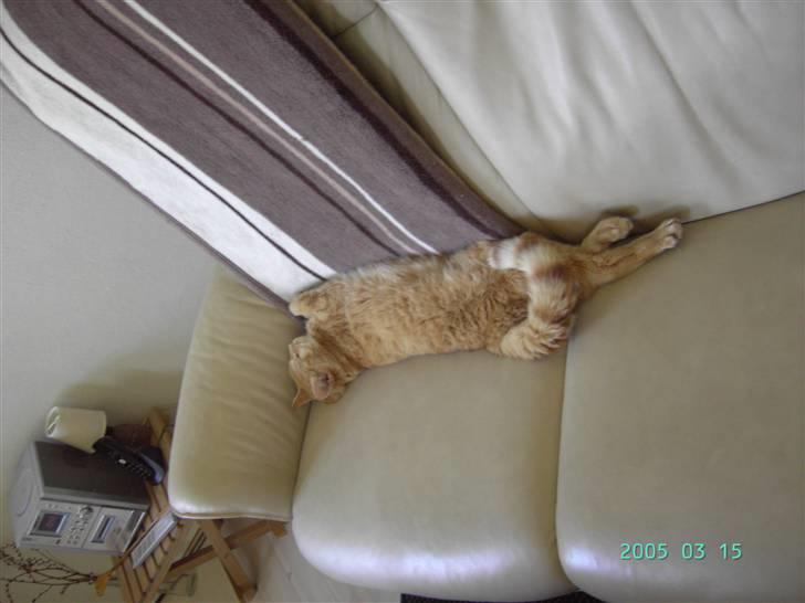 Blanding af racer Susi (RIP d. 4. Maj 2010) billede 17