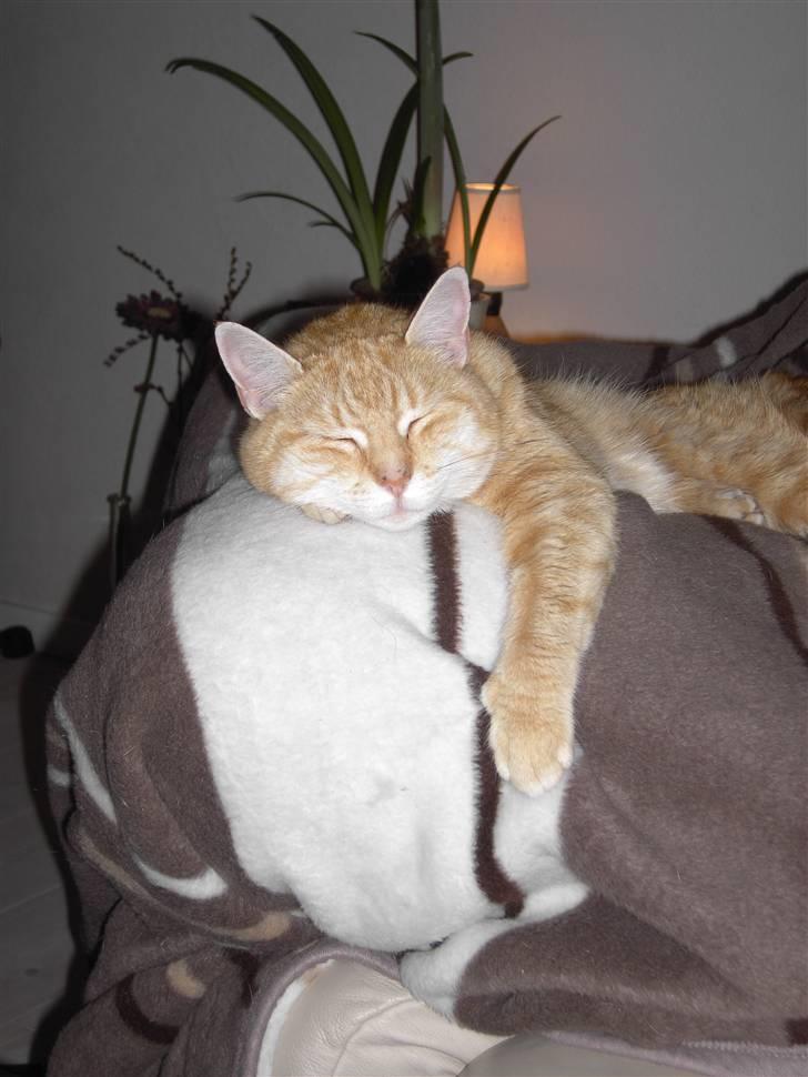 Blanding af racer Susi (RIP d. 4. Maj 2010) billede 18