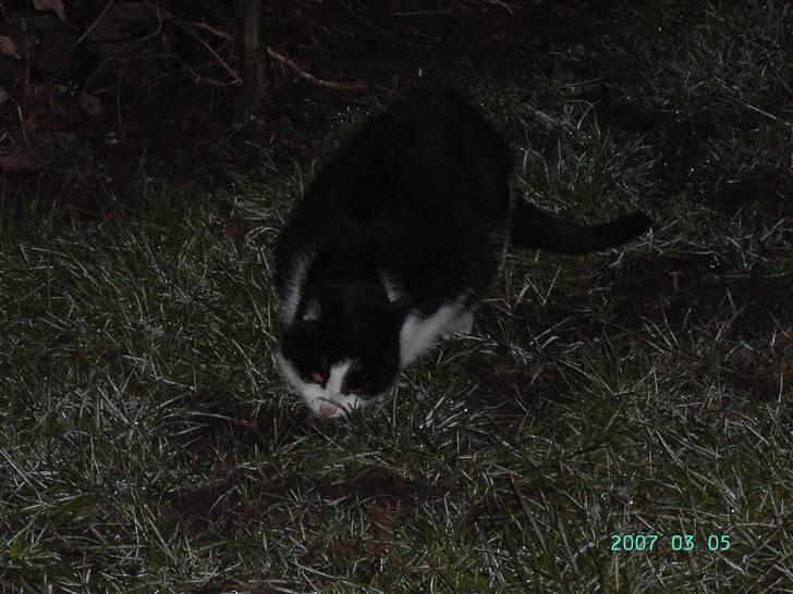 Huskat Fie (Sofie) (RIP 2009) - Fie i nattens tusmørke billede 9