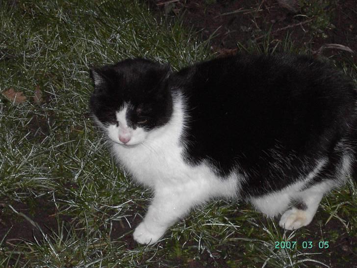 Huskat Fie (Sofie) (RIP 2009) billede 10